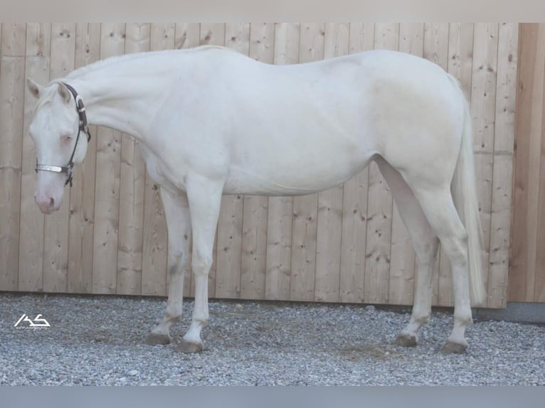 Caballo cuarto de milla Yegua 12 años 147 cm Cremello in Wittlich