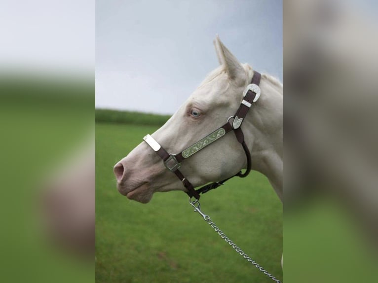 Caballo cuarto de milla Yegua 12 años 147 cm Cremello in Wittlich