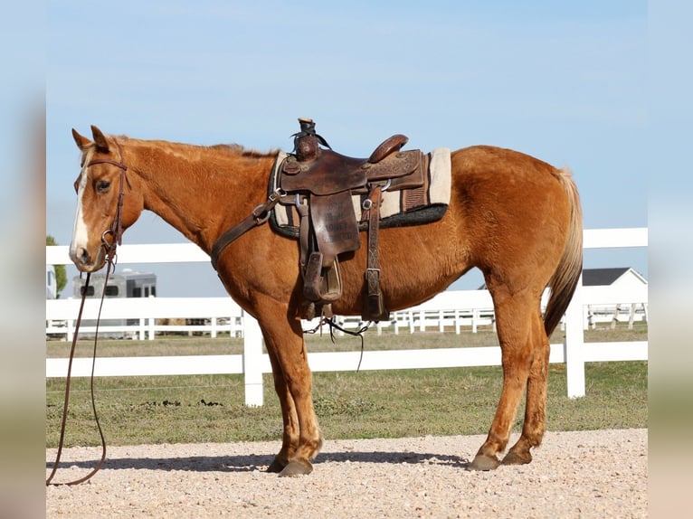 Caballo cuarto de milla Yegua 12 años 147 cm Palomino in Mckinney
