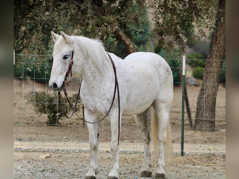 Caballo cuarto de milla Yegua 12 años 147 cm Tordo in Bitterwater CA