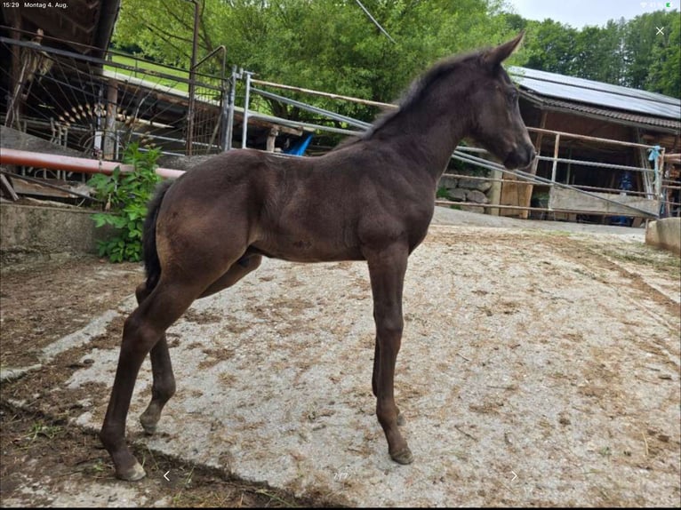 Caballo cuarto de milla Yegua 12 años 148 cm Alazán-tostado in Ternberg