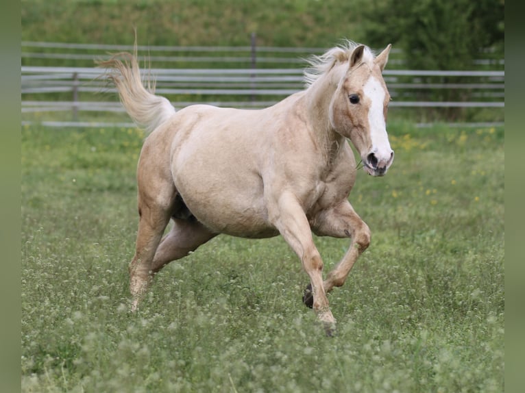 Caballo cuarto de milla Yegua 12 años 148 cm Palomino in Waldshut-Tiengen