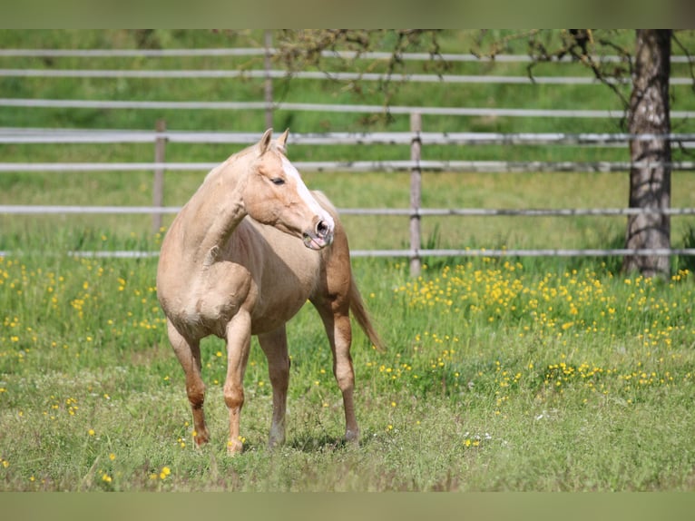 Caballo cuarto de milla Yegua 12 años 148 cm Palomino in Waldshut-Tiengen