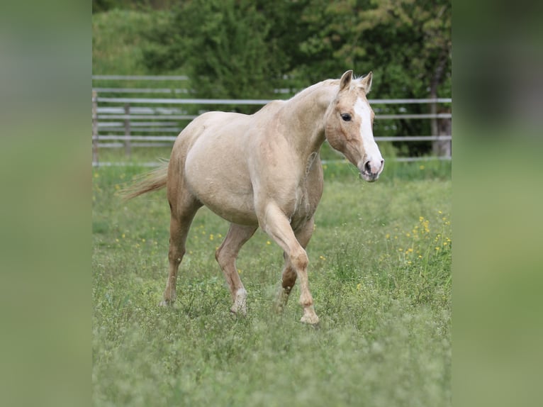 Caballo cuarto de milla Yegua 12 años 148 cm Palomino in Waldshut-Tiengen