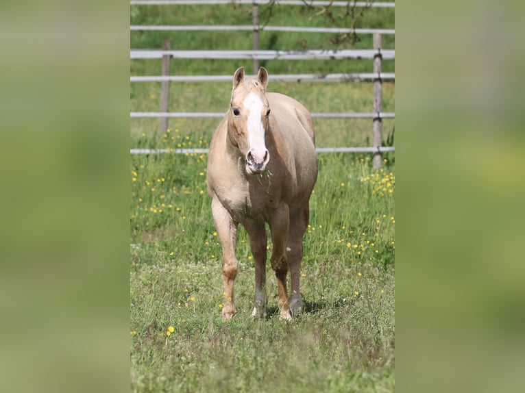 Caballo cuarto de milla Yegua 12 años 148 cm Palomino in Waldshut-Tiengen
