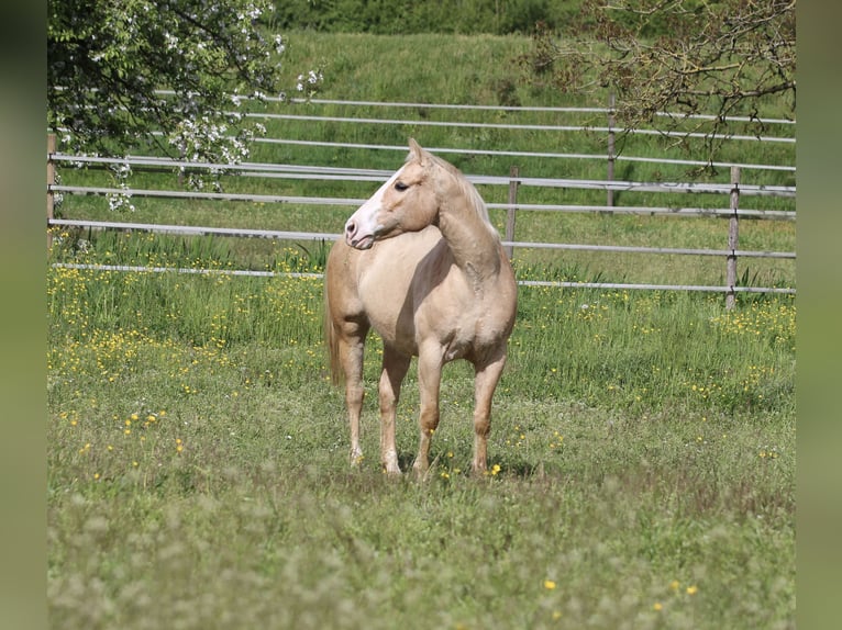 Caballo cuarto de milla Yegua 12 años 148 cm Palomino in Waldshut-Tiengen