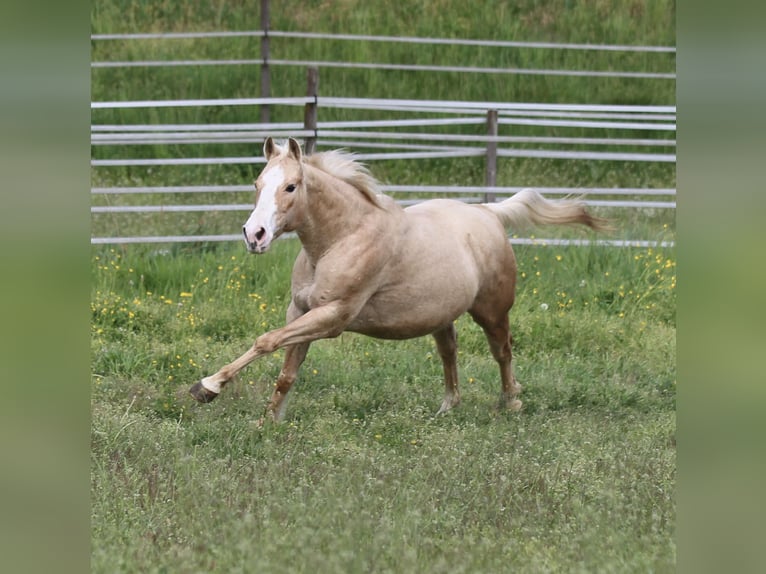 Caballo cuarto de milla Yegua 12 años 148 cm Palomino in Waldshut-Tiengen