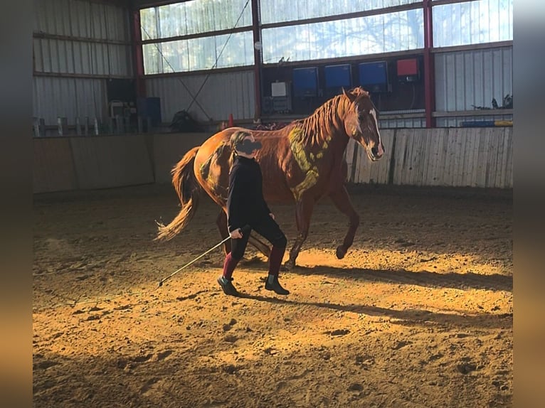 Caballo cuarto de milla Yegua 12 años 148 cm Red Dun/Cervuno in Straelen