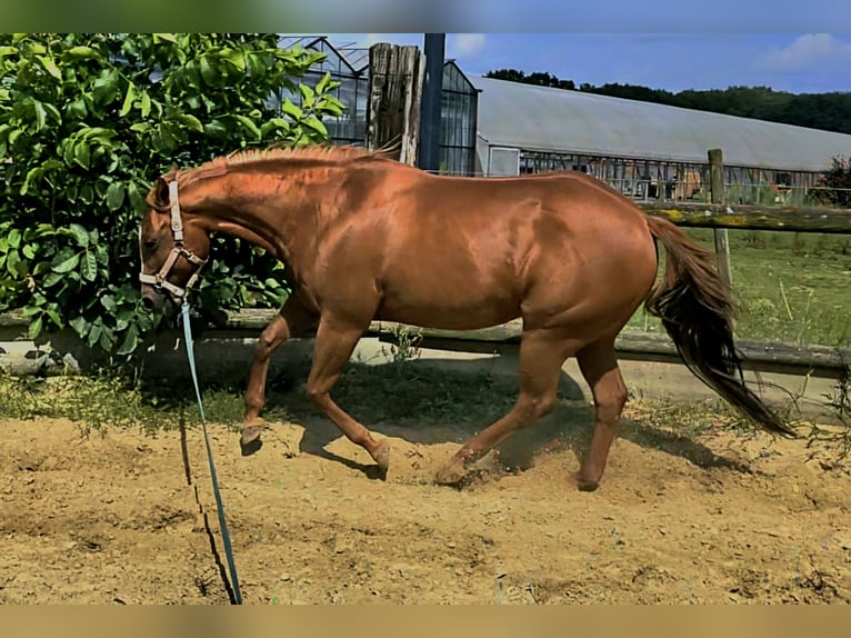 Caballo cuarto de milla Yegua 12 años 148 cm Red Dun/Cervuno in Straelen