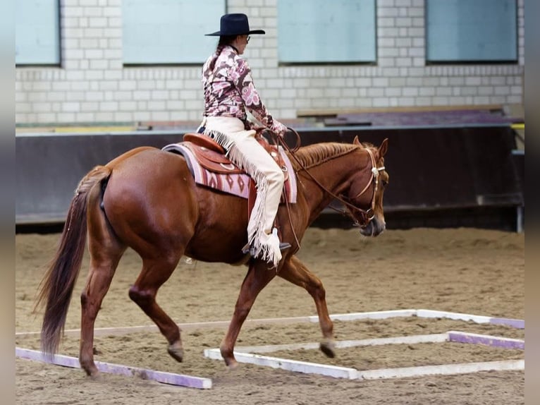 Caballo cuarto de milla Yegua 12 años 148 cm Red Dun/Cervuno in Straelen