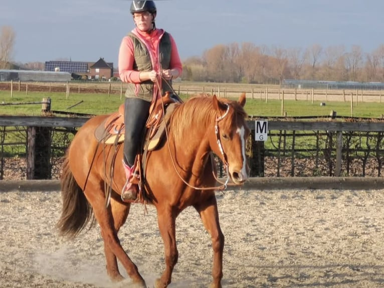 Caballo cuarto de milla Yegua 12 años 148 cm Red Dun/Cervuno in Straelen