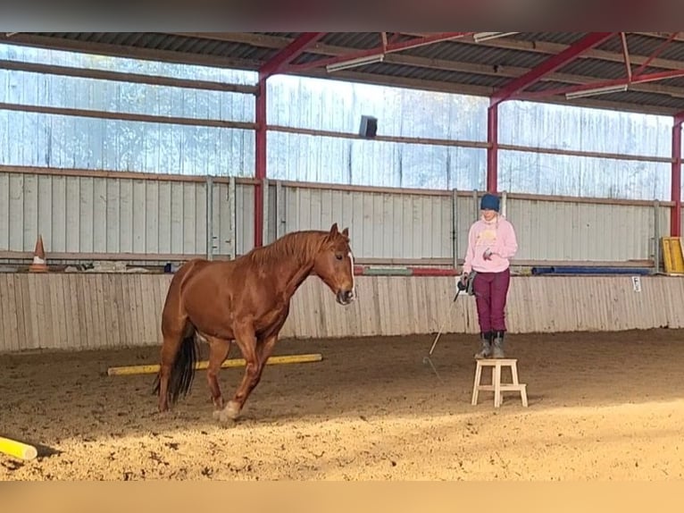 Caballo cuarto de milla Yegua 12 años 148 cm Red Dun/Cervuno in Straelen
