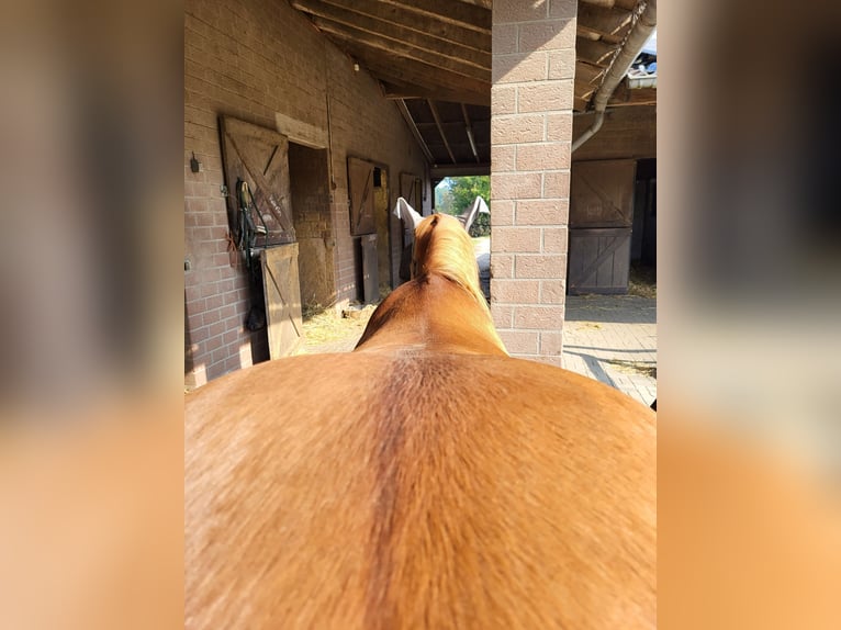 Caballo cuarto de milla Yegua 12 años 148 cm Red Dun/Cervuno in Straelen