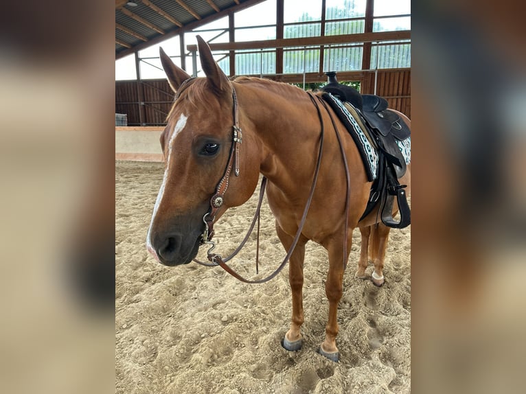 Caballo cuarto de milla Yegua 12 años 150 cm Alazán in Nidderau