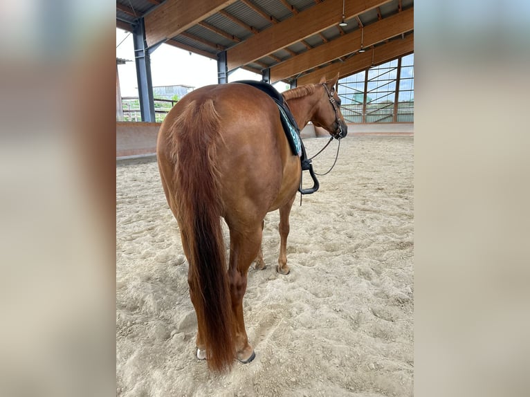 Caballo cuarto de milla Yegua 12 años 150 cm Alazán in Nidderau