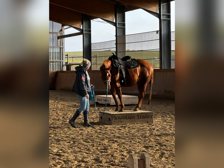 Caballo cuarto de milla Yegua 12 años 150 cm Alazán in Nidderau