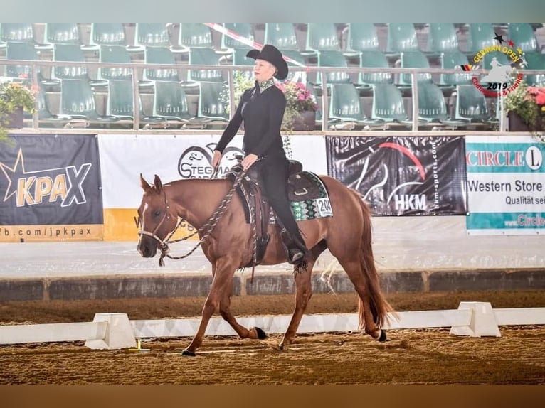 Caballo cuarto de milla Yegua 12 años 150 cm Alazán in Nidderau