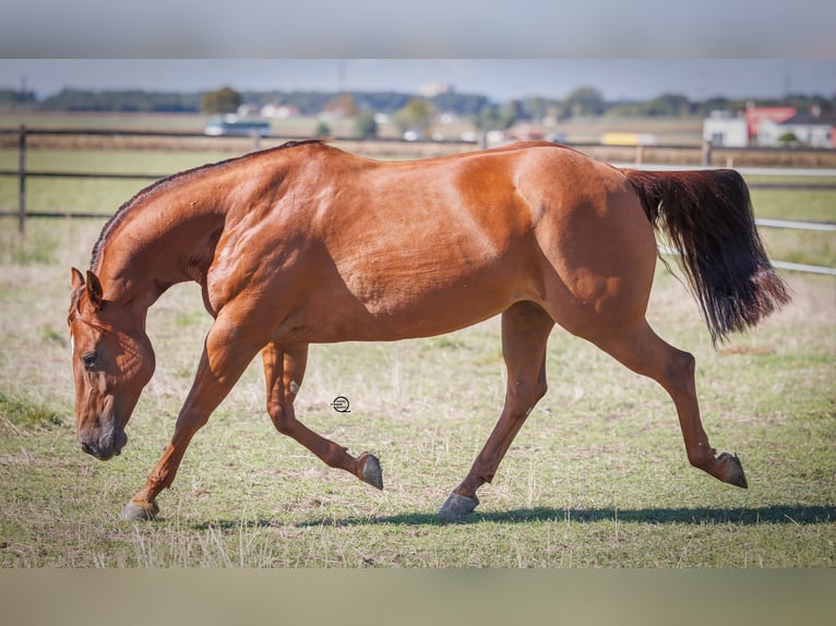 Caballo cuarto de milla Yegua 12 años 150 cm Alazán-tostado in Vöcklamarkt