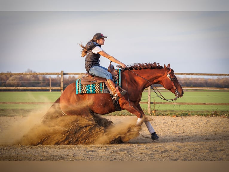 Caballo cuarto de milla Yegua 12 años 150 cm Alazán-tostado in Vöcklamarkt