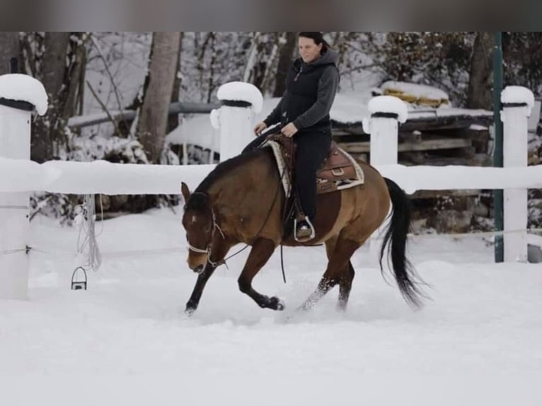 Caballo cuarto de milla Yegua 12 años 150 cm Castaño in Schwarzach im Pongau, Salzburg
