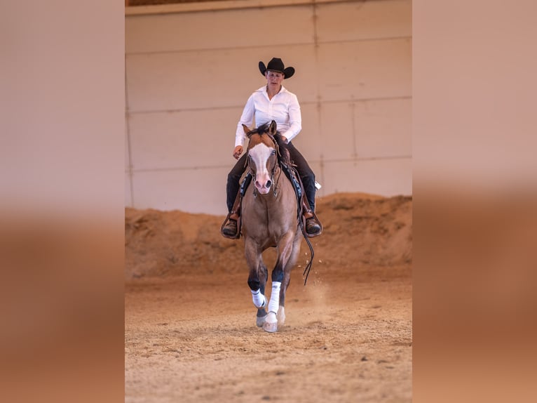 Caballo cuarto de milla Yegua 12 años 150 cm Dunalino (Cervuno x Palomino) in Aindling