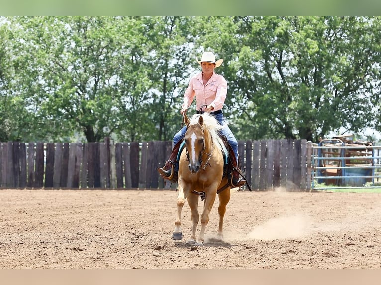 Caballo cuarto de milla Yegua 12 años 150 cm Palomino in Argyle, TX