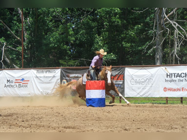 Caballo cuarto de milla Mestizo Yegua 12 años 150 cm Sabino in Owensville