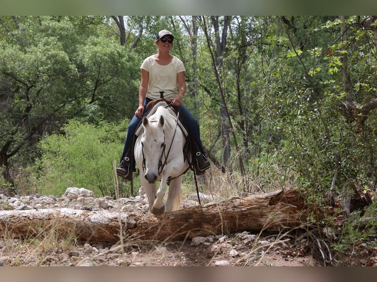 Caballo cuarto de milla Yegua 12 años 150 cm Tordo in Cottonwood AZ