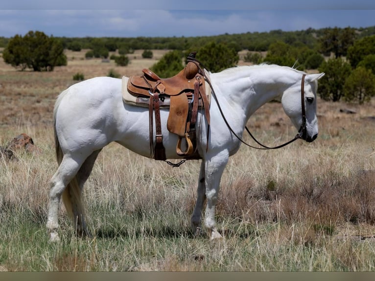 Caballo cuarto de milla Yegua 12 años 150 cm Tordo in Cottonwood AZ