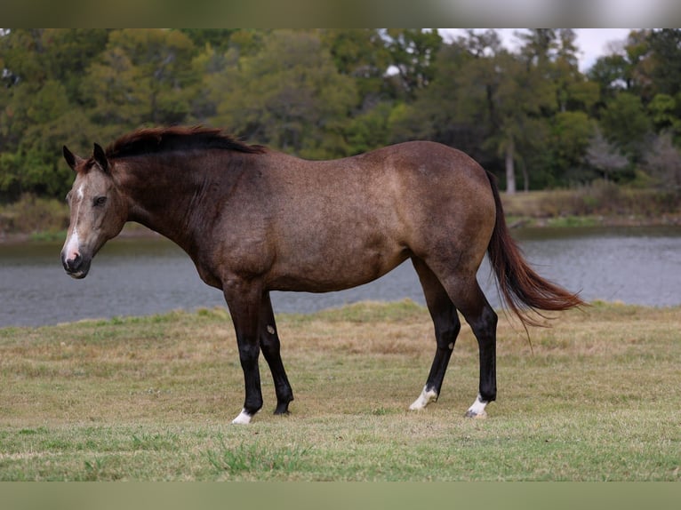 Caballo cuarto de milla Yegua 12 años 152 cm Buckskin/Bayo in Forney