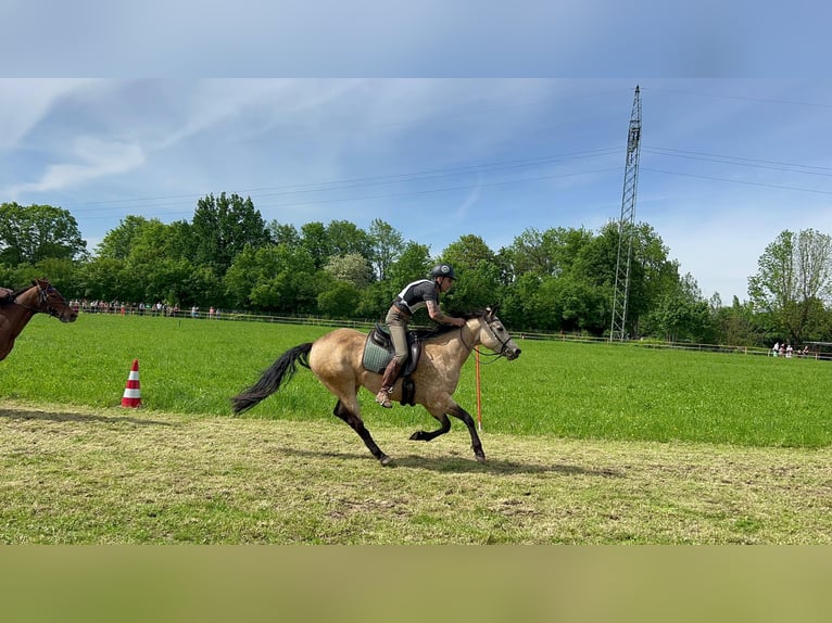 Caballo cuarto de milla Yegua 12 años 152 cm Buckskin/Bayo in Langenhagen