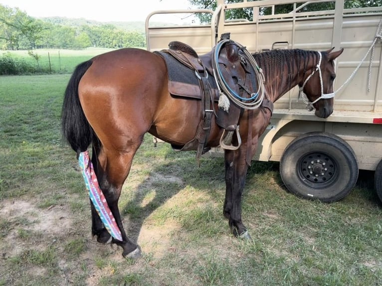Caballo cuarto de milla Yegua 12 años 152 cm Castaño rojizo in Ocala,Florida