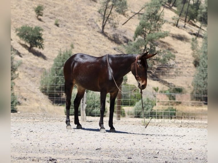 Caballo cuarto de milla Yegua 12 años 152 cm Castaño rojizo in King City CA