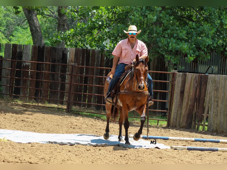 Caballo cuarto de milla Yegua 12 años 152 cm Castaño-ruano in Whitesboro
