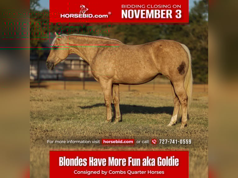 Caballo cuarto de milla Yegua 12 años 152 cm Palomino in Cleburne