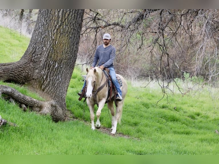 Caballo cuarto de milla Yegua 12 años 152 cm Palomino in Paicines CA