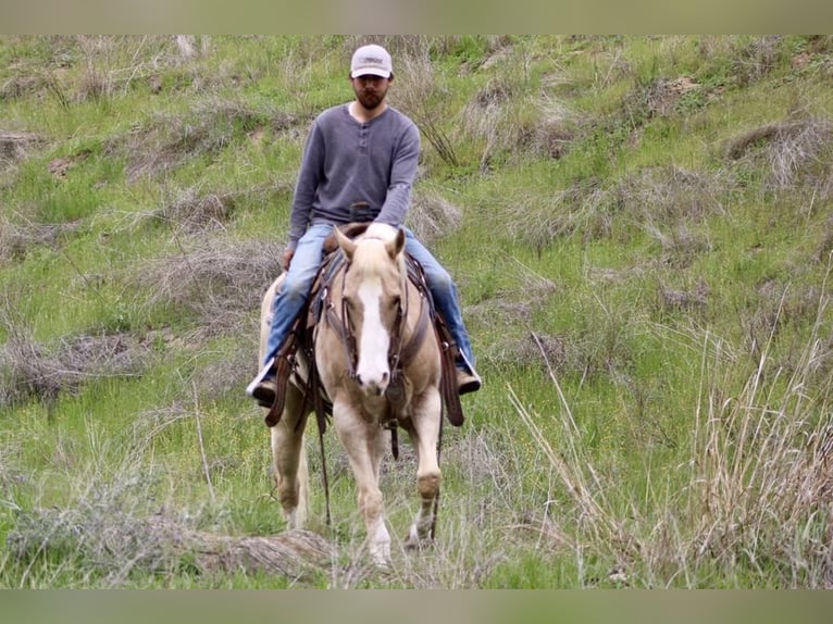 Caballo cuarto de milla Yegua 12 años 152 cm Palomino in Paicines CA
