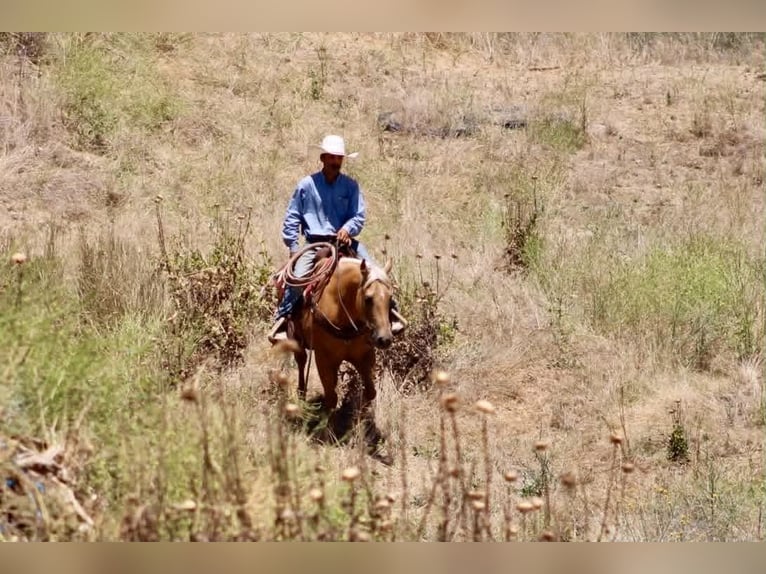 Caballo cuarto de milla Yegua 12 años 152 cm Palomino in Tres Pinos