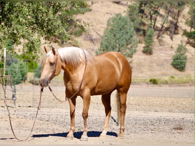 Caballo cuarto de milla Yegua 12 años 152 cm Palomino in Tres Pinos