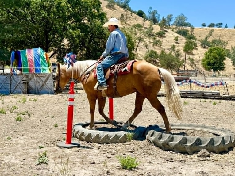 Caballo cuarto de milla Yegua 12 años 152 cm Palomino in Tres Pinos