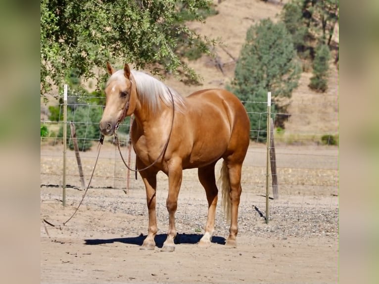 Caballo cuarto de milla Yegua 12 años 152 cm Palomino in Tres Pinos