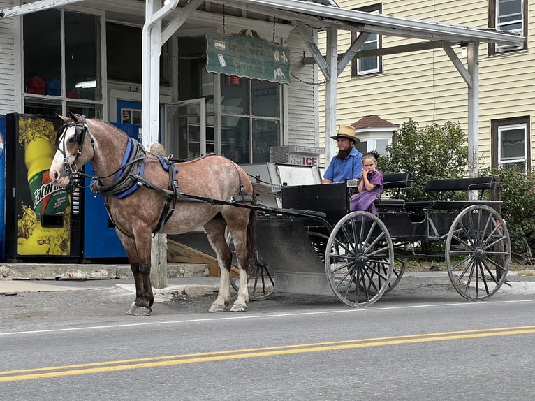 Caballo cuarto de milla Mestizo Yegua 12 años 152 cm Ruano alazán in Allenwood, PA