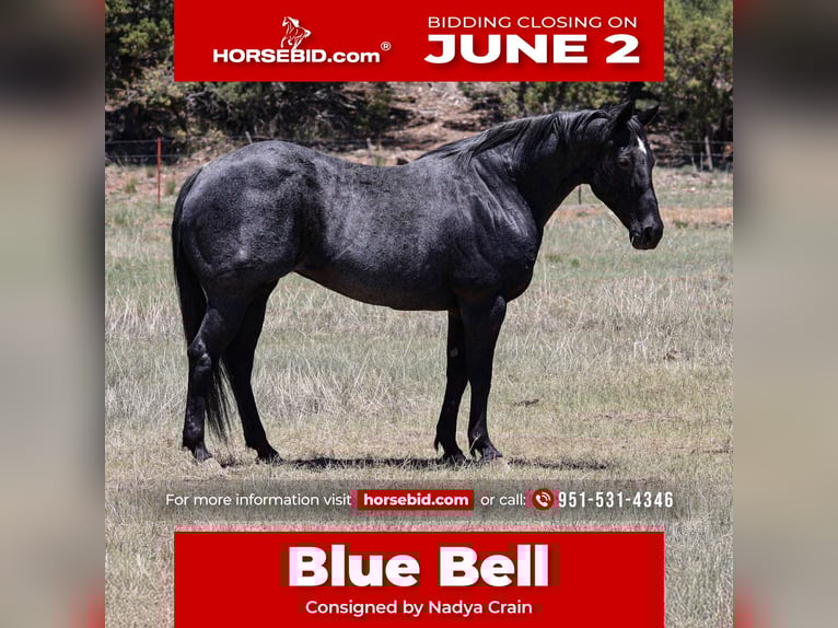 Caballo cuarto de milla Yegua 12 años 152 cm Ruano azulado in Camp Verde, AZ