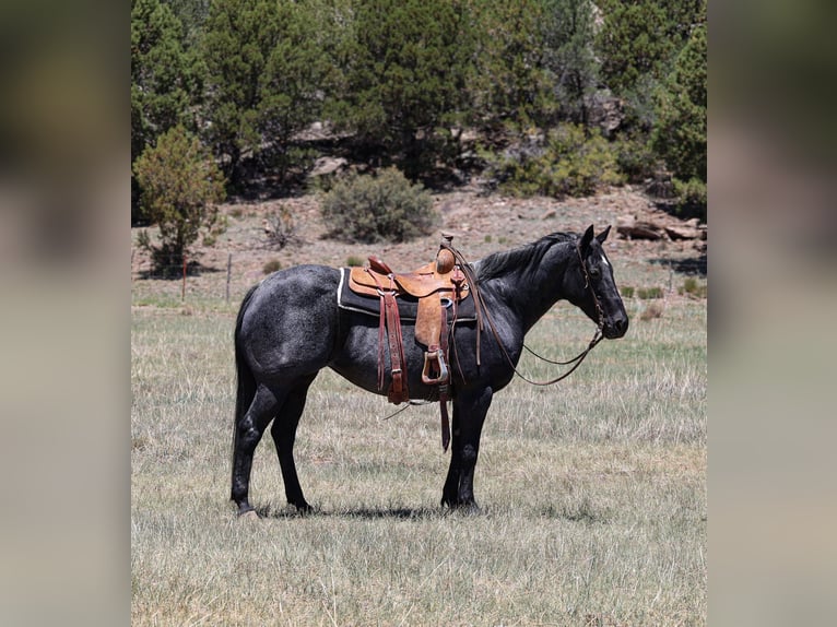 Caballo cuarto de milla Yegua 12 años 152 cm Ruano azulado in Camp Verde, AZ