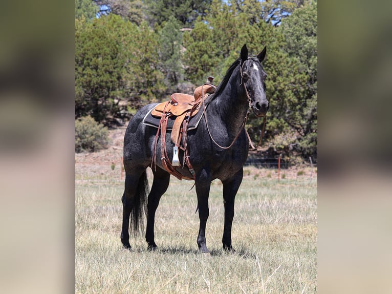 Caballo cuarto de milla Yegua 12 años 152 cm Ruano azulado in Camp Verde, AZ