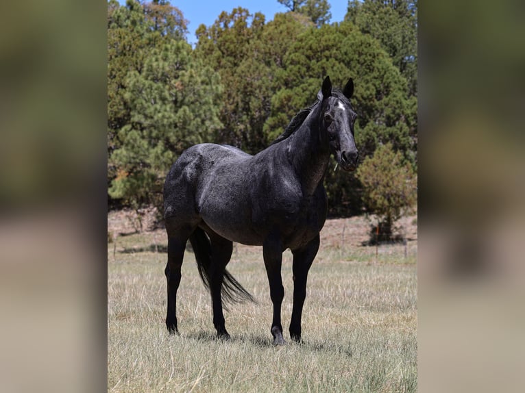 Caballo cuarto de milla Yegua 12 años 152 cm Ruano azulado in Camp Verde, AZ
