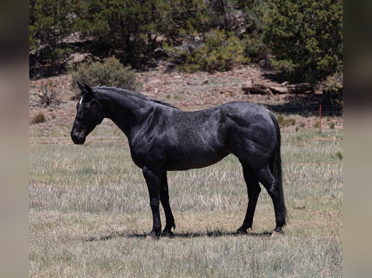 Caballo cuarto de milla Yegua 12 años 152 cm Ruano azulado in Camp Verde, AZ