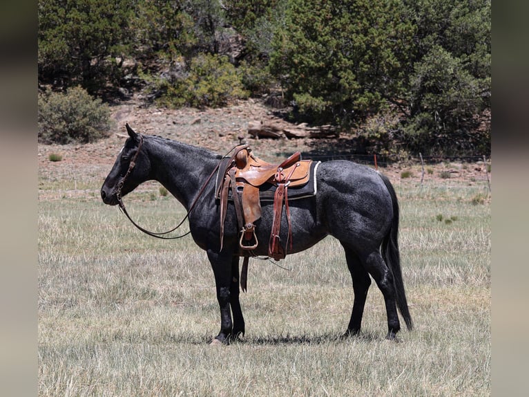 Caballo cuarto de milla Yegua 12 años 152 cm Ruano azulado in Camp Verde, AZ