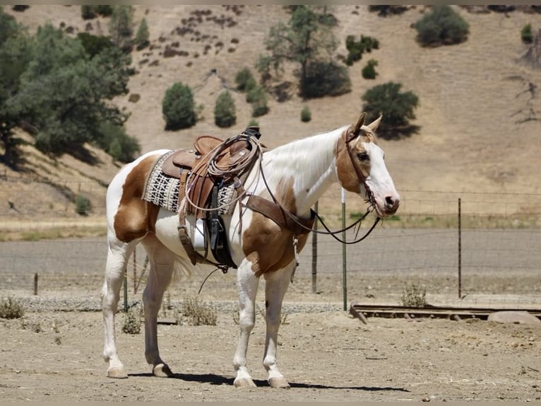 Caballo cuarto de milla Yegua 12 años 152 cm Tobiano-todas las-capas in Paicines CA