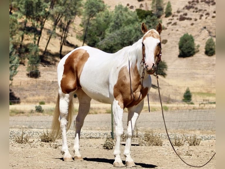 Caballo cuarto de milla Yegua 12 años 152 cm Tobiano-todas las-capas in Paicines CA